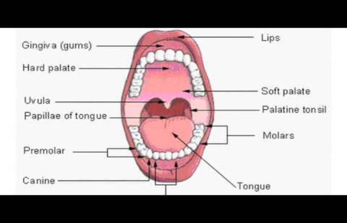 What Is Black Spot Inside Cheek & Its Causes - Healthy Cyte