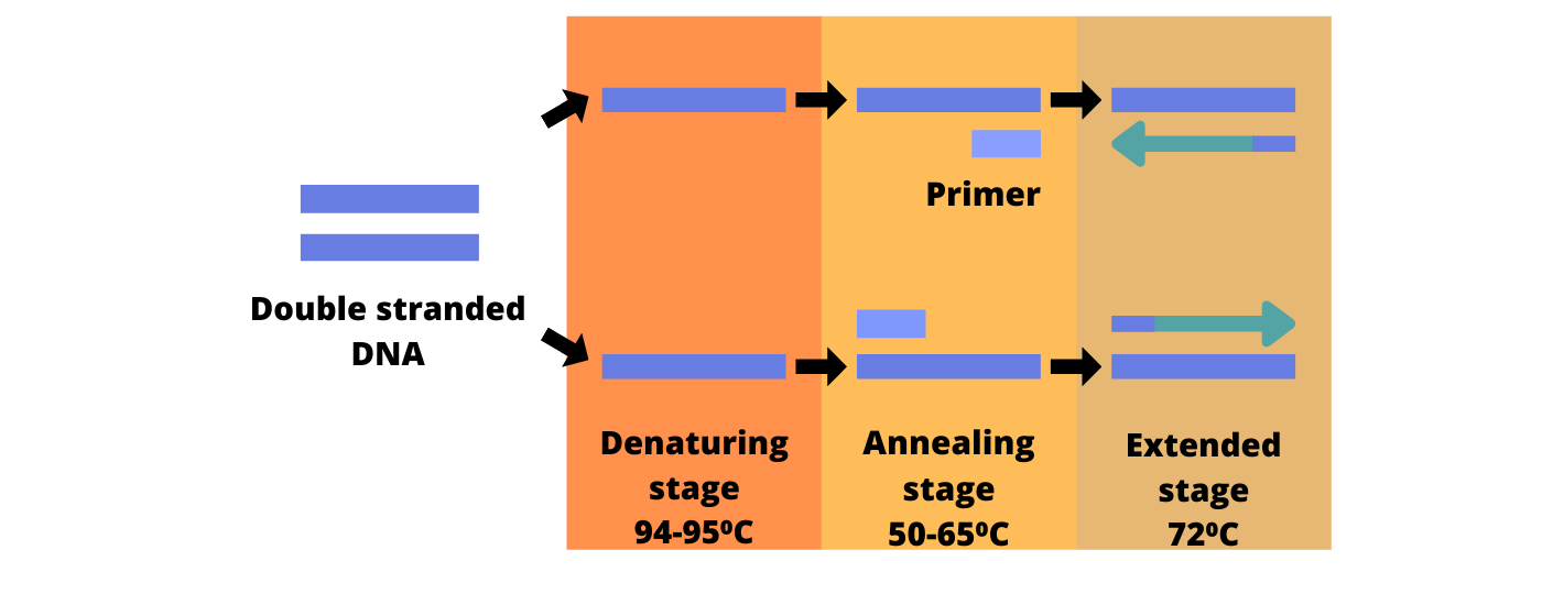 Double stranded DNA (1)