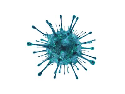 Hepatitis C virus Structure
