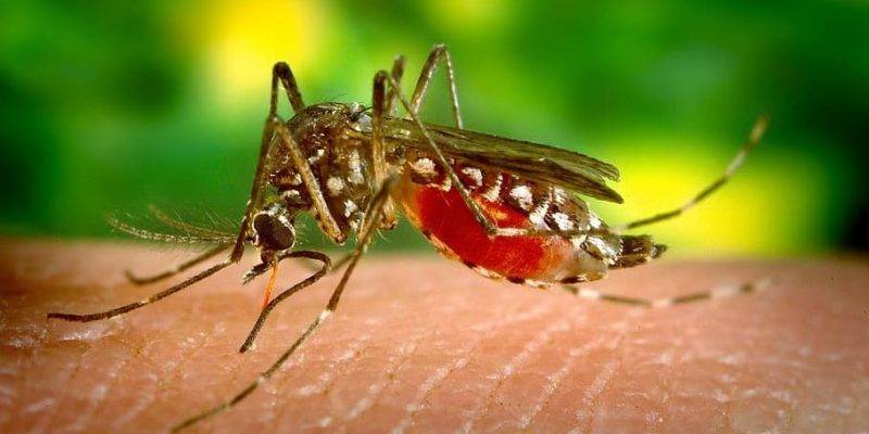What is Dengue Fever